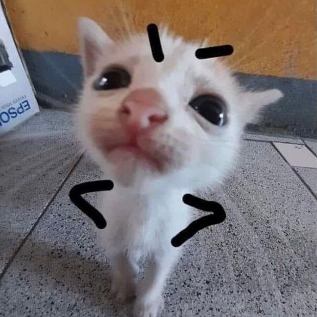 A photo of dachmikin